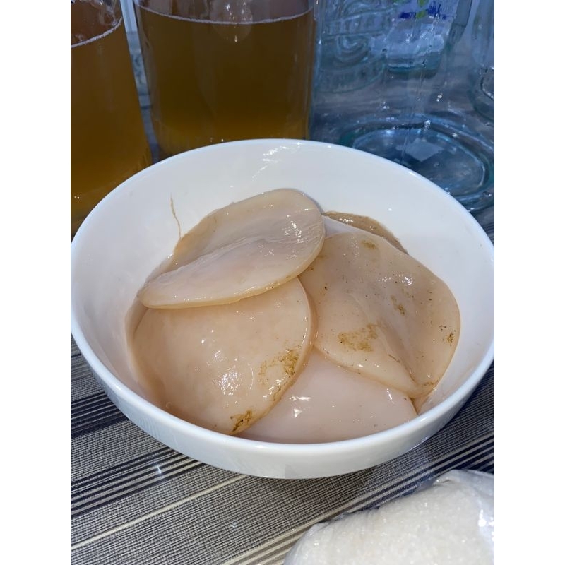 

Scoby Kombucha / Bakteri (bibit) Kombucha