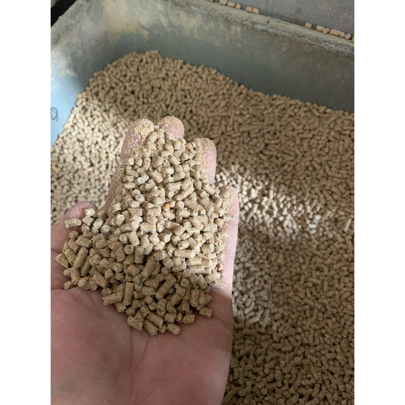 594 PAKAN AYAM BANGKOK