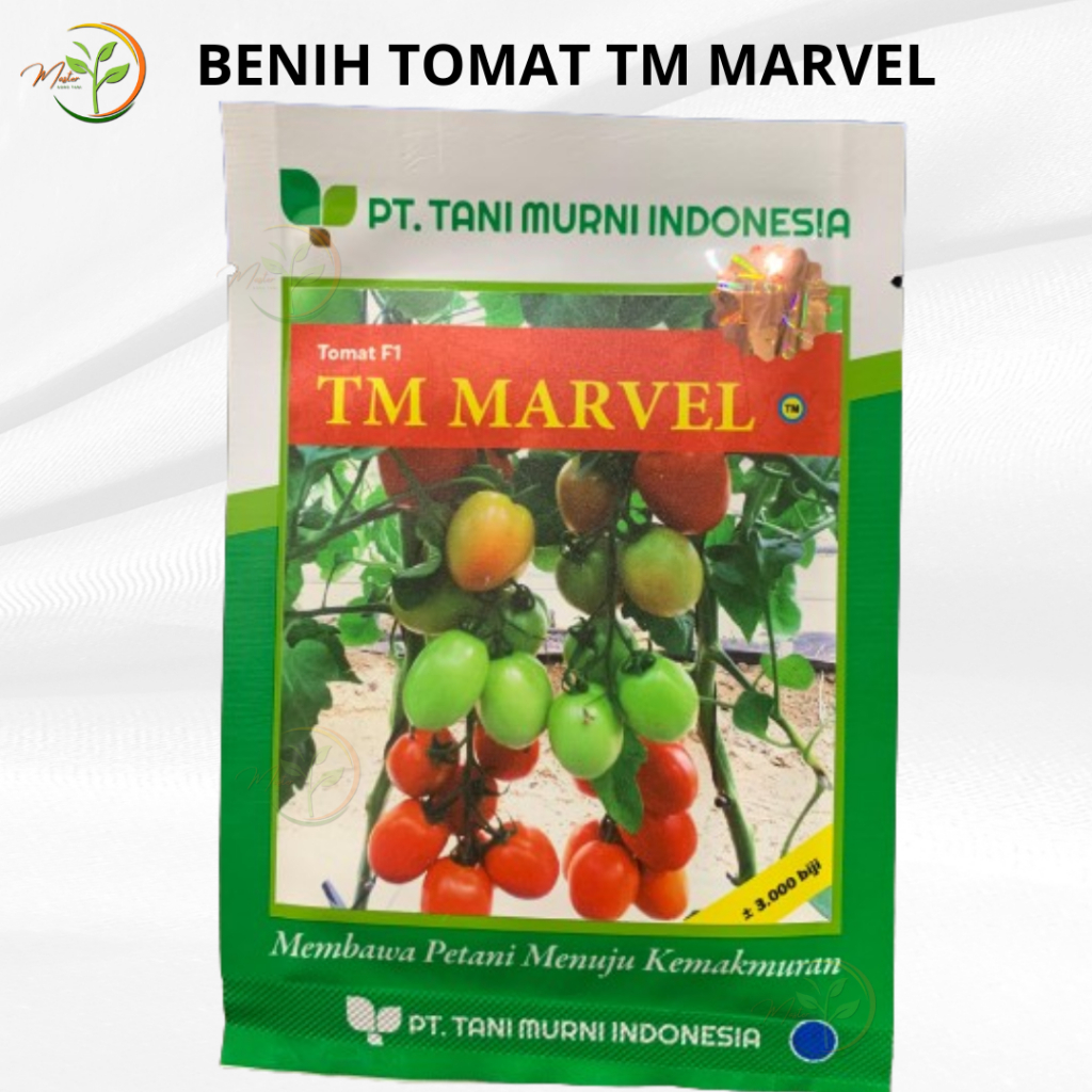 Benih Tomat Terbaik TM Marvel 10GR