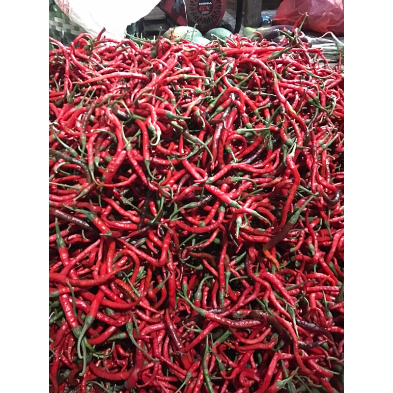

cabai merah