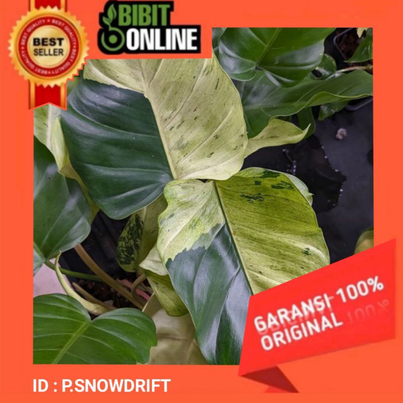PROMO Bibit Philodendron SNOWDRIFT VAR original
