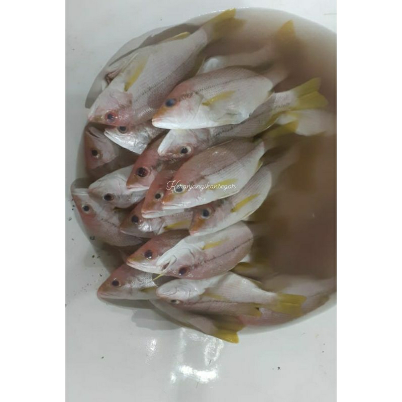 

Ikan kuniran segar harian 1kg (bukan frozen) free dibersihkan