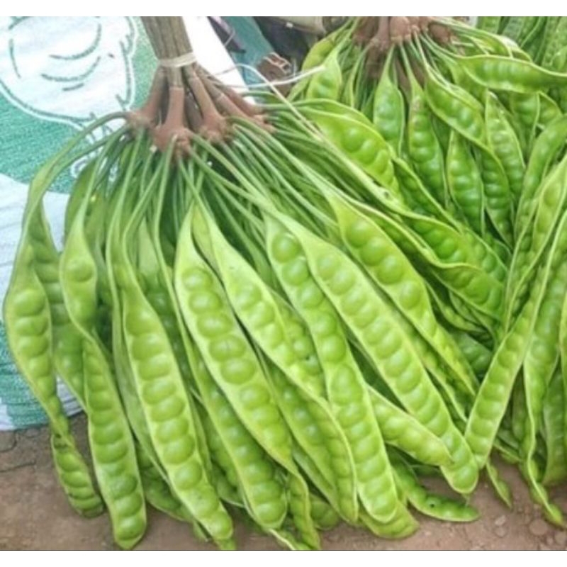 

0PETAI/PETE Petai Peteuy Pete Segar 1Papan I Buah Pete I Makanan Buah I Segar