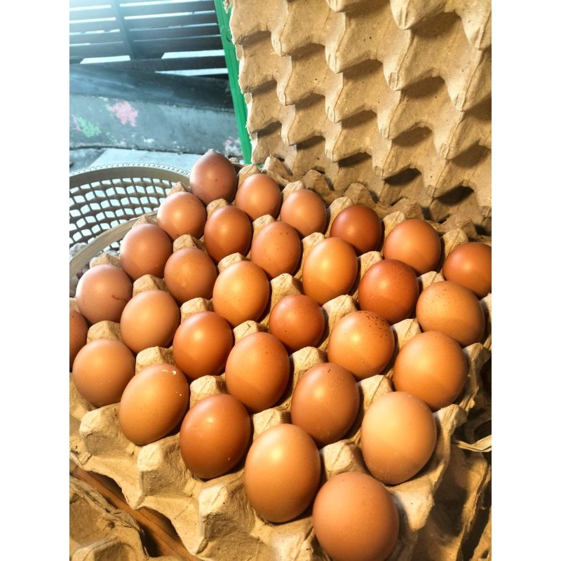 

TELUR AYAM Jumbo fresh (telur rus Surabaya) 1rak isi 30pcs