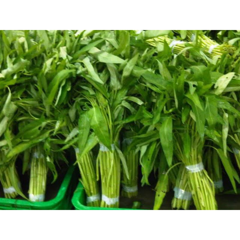 

SAYURAN KANGKUNG SEGAR/KANGKUNG AIR/KANGKUNG DARAT/SAYURAN HIJAU