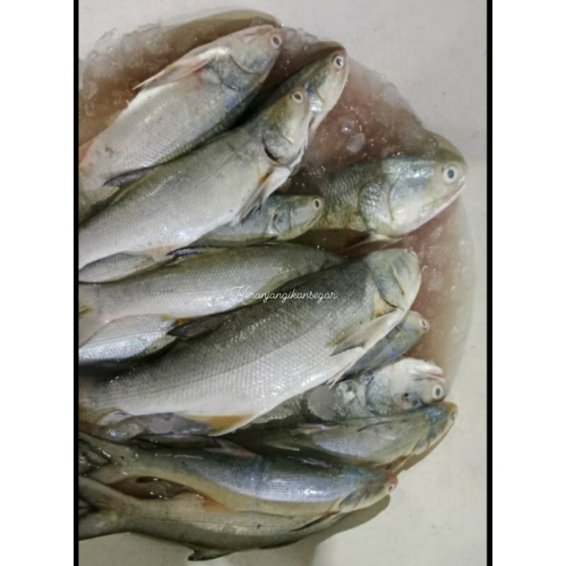 

Ikan kakap putih segar premium 1kg isi 2/3 (bukan frozen) free dibersihkan