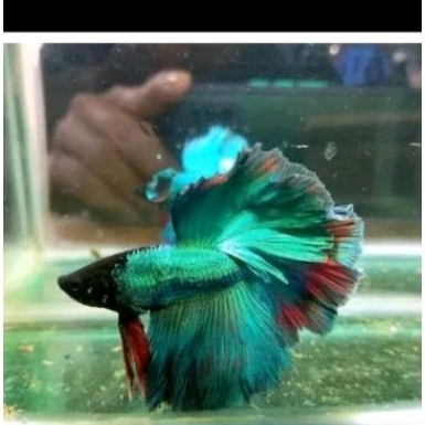 Cupang halfmonn grosiran