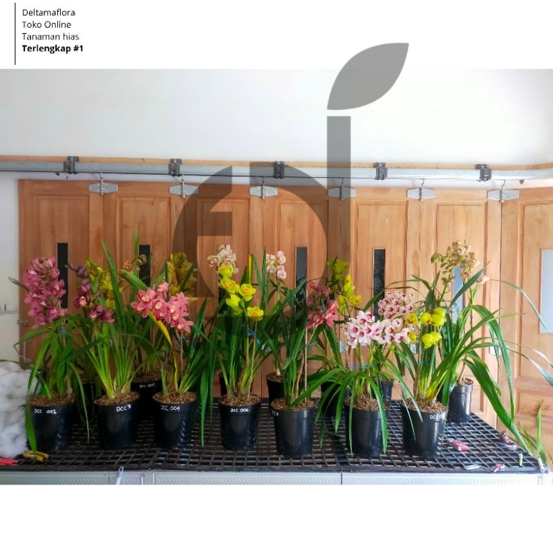 Anggrek Cymbidium Aussie Jumbo Knop Berbunga