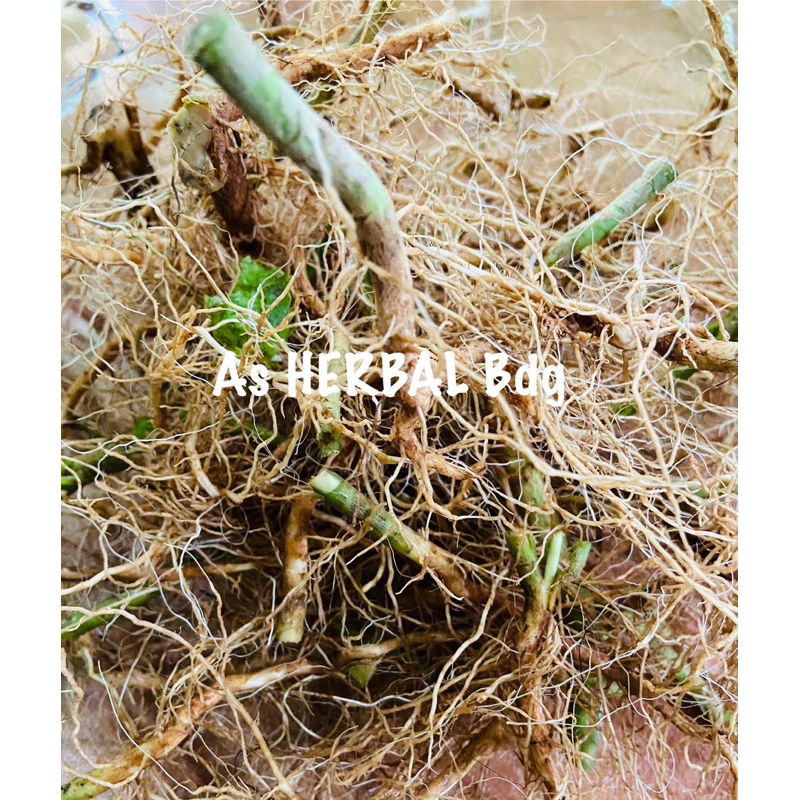 

Jual akar pecut kuda atau akar jarong segar 500 gram-az