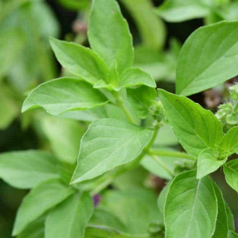 

daun kemangi segar 100gr