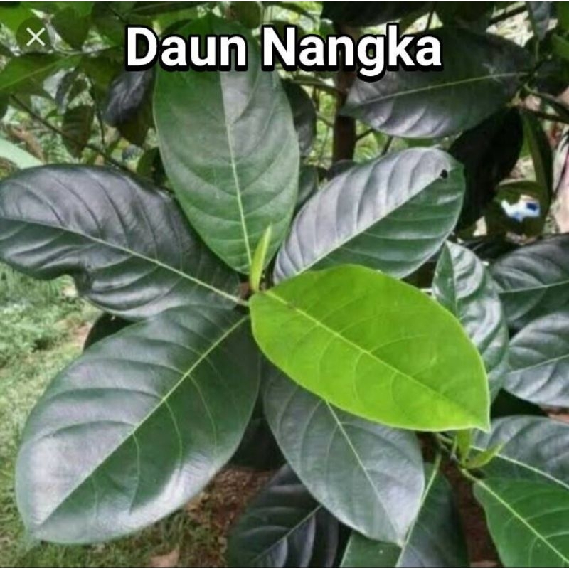 

daun nangka perlembar obat herbal tradisional fresh