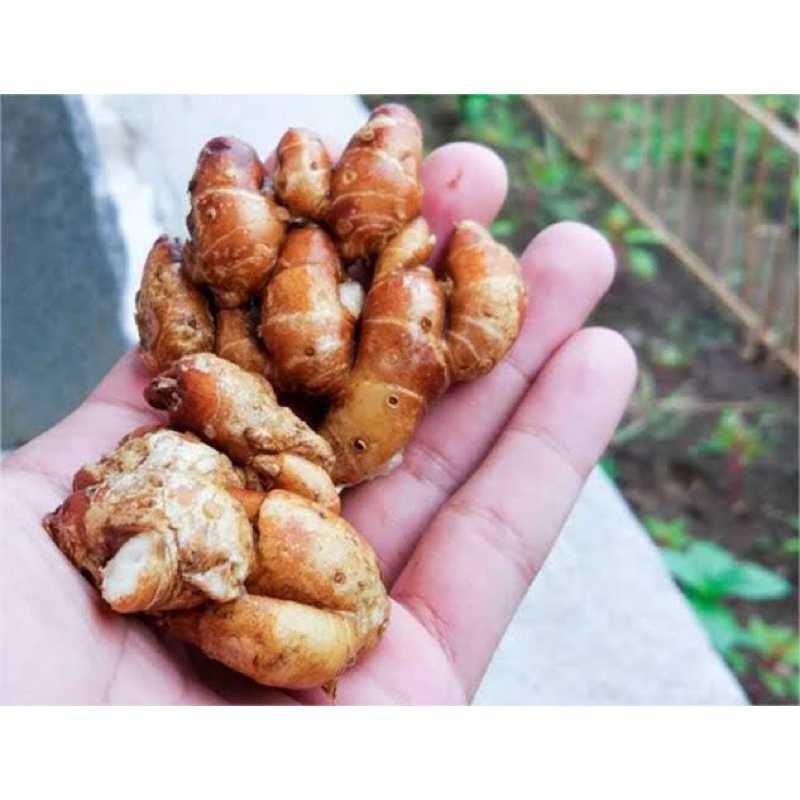 

Kencur Segar Kering Bersih 1 Kilo