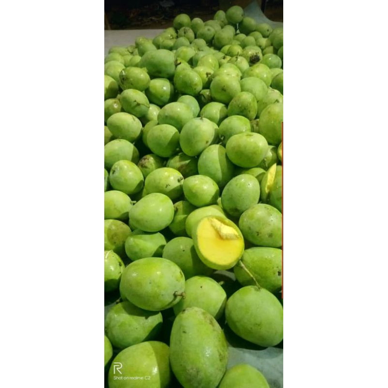 

mangga endok nyadam untuk rujak an