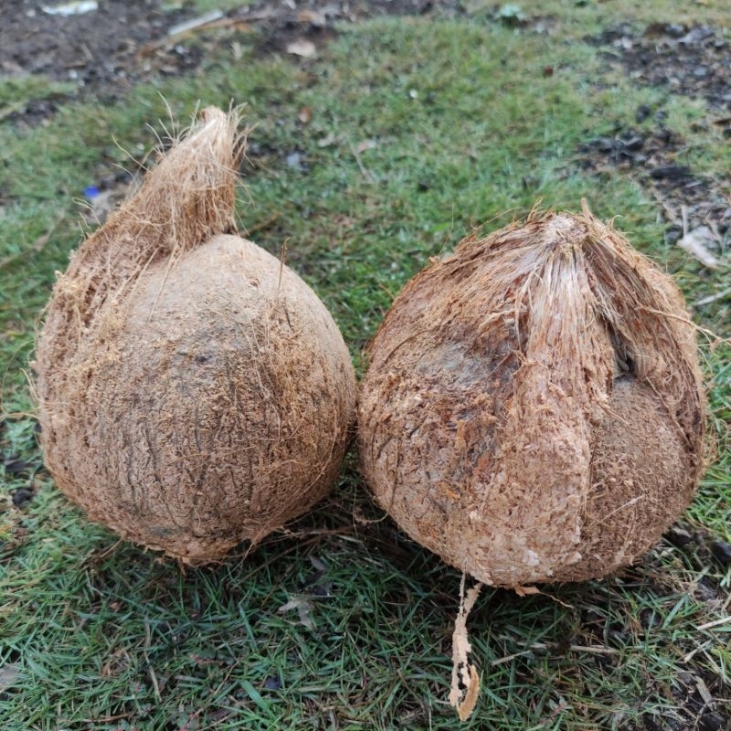 

kelapa utuh sedang dari petani 1 buah