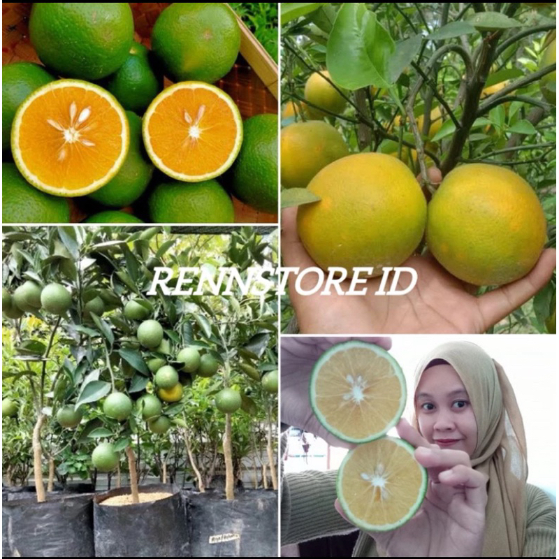 Bibit Jeruk Madu Baby Java Okulasi Super - Pendek Siap Berbuah Dipot