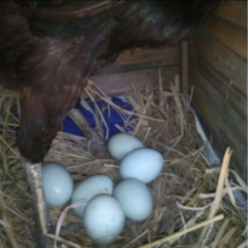 Telur Ayam BIRMA Fertil Telor Biru asli hanya untuk di tetaskan