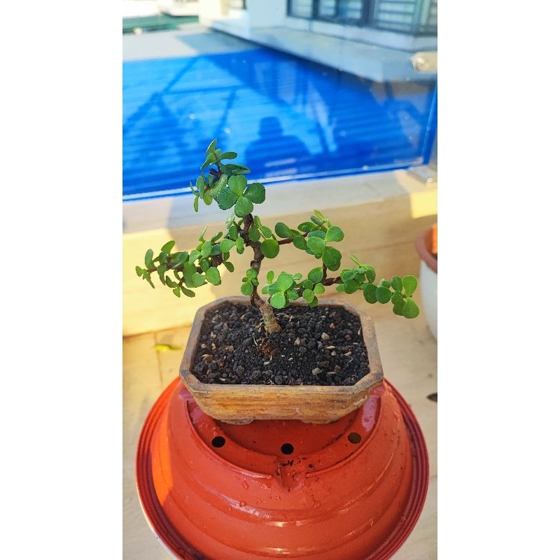 Bonsai Jade Plant Mini Mame