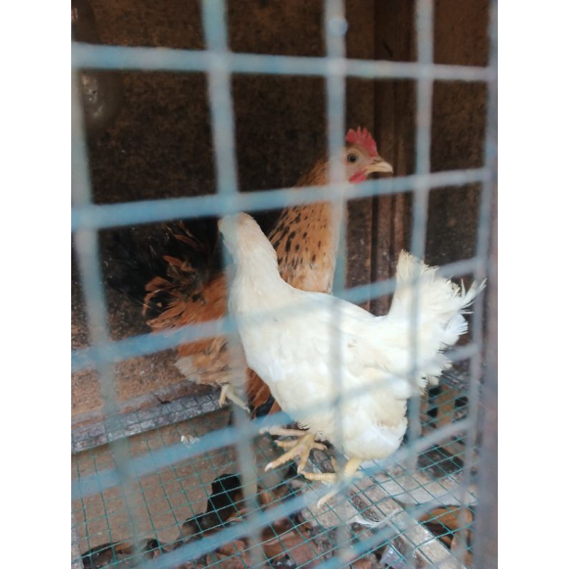 Ayam Kate Sepasang