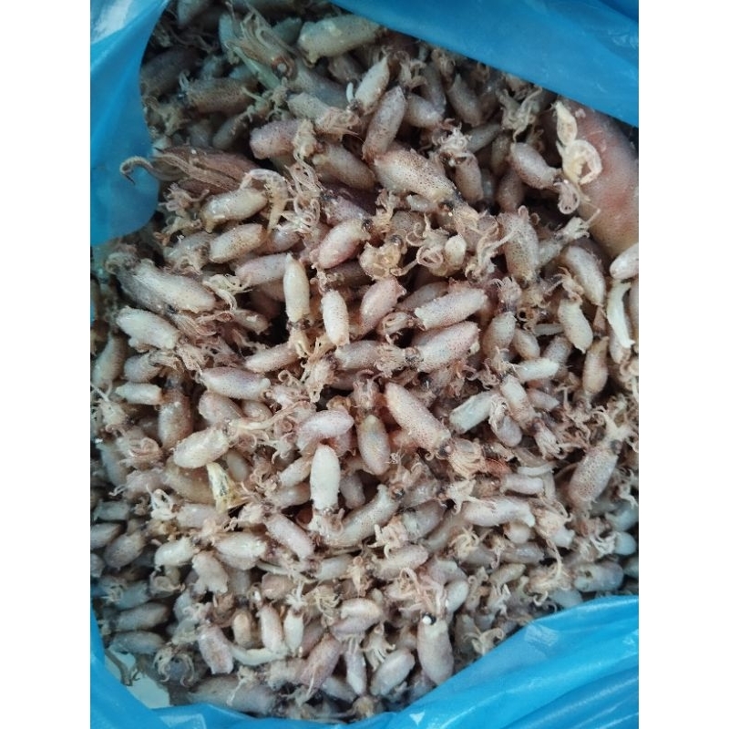 

BABY CUMI ASLI MEDAN