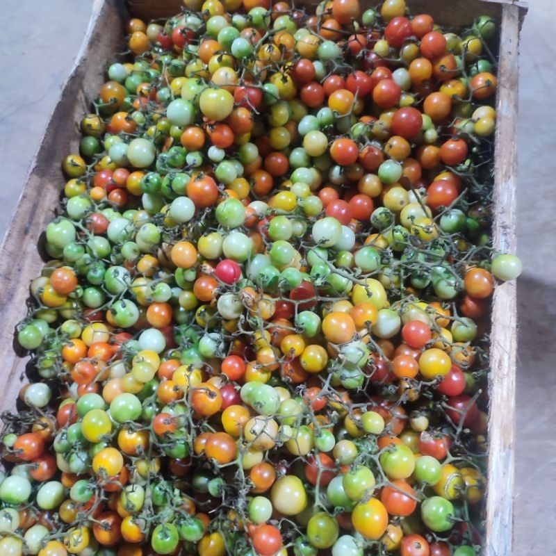 

Tomat Rampai Instan/Sameday 500gr