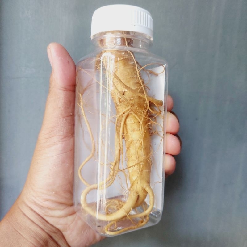 

gingseng + botol 350mL