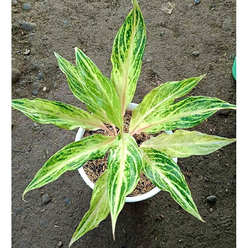 Aglonema White Sunset