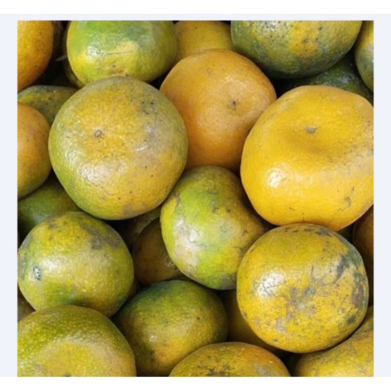 

BUAH JERUK MADU UKURAN SEDANG