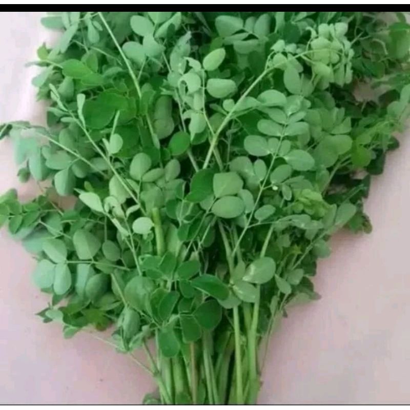 

Daun kelor moringa segar per 1 bungkus