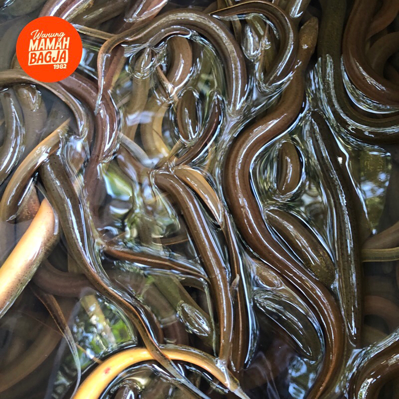 

BELUT ASLI SAWAH 1kg fresh