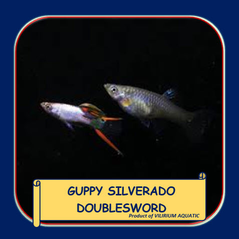 IKAN HIAS AIR TAWAR - GUPPY SILVERADO DOUBLESWORD / GUPPY ENDLER SILVERADO DOUBLESWORD (SEPASANG)