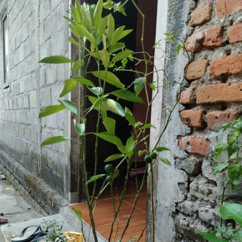 

Jeruk Kolomonde