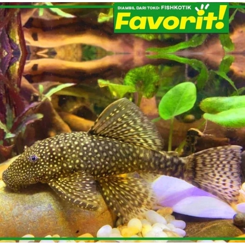 Pleco Hitam 7-8cm+ Ikan Hias Aquarium Aquascape Sapu Sapu Tanaman Air