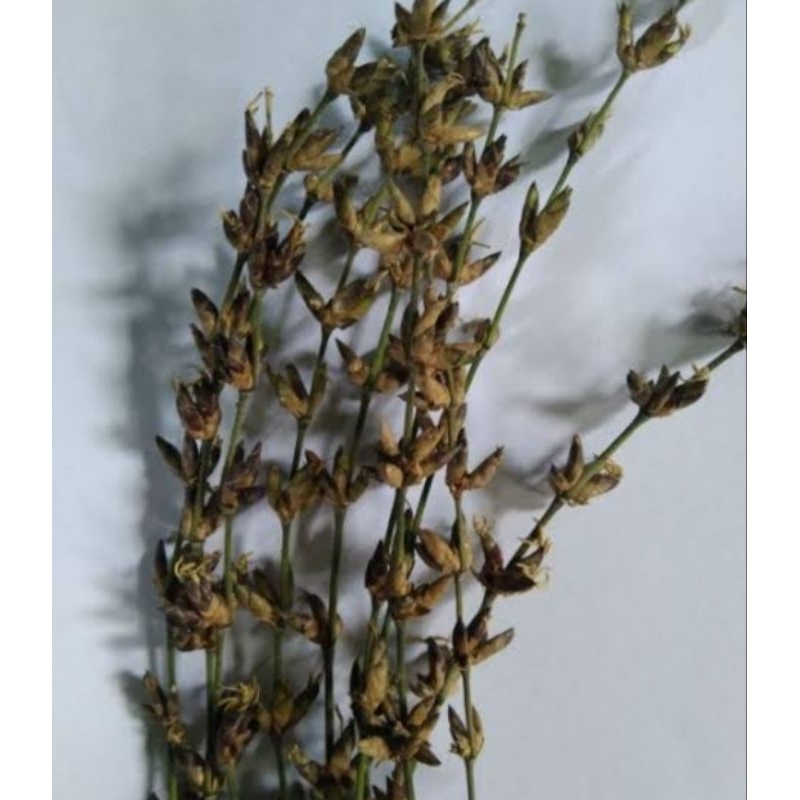 Bunga bambu atau kembang pring isi 15 batang perikat