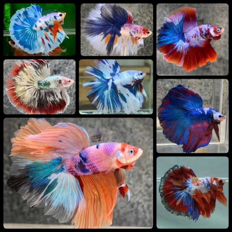 Ikan Cupang HM Rosetail Warna Kombinasi Multi & Fansy Ukuran L+ Murah Berkualitas