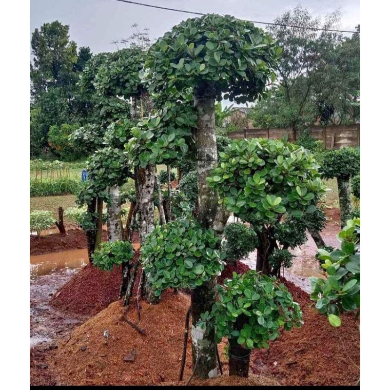 beringin Korea beringin dolar bonsai taman