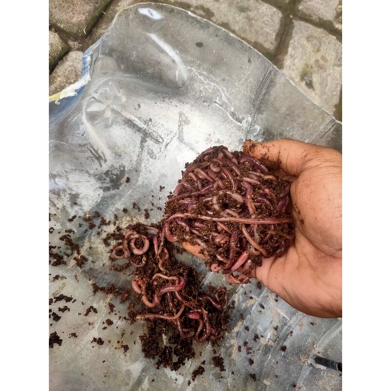 Cacing Merah Lumbricus Rubellus