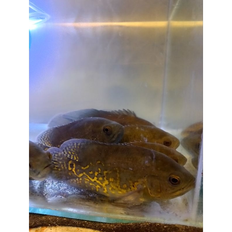 Hiasan aquarium oscar batik 2 jari