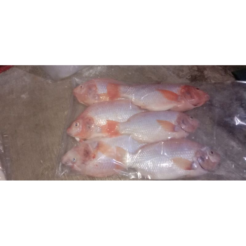 

IKAN NILA SEGAR (HIDUP) 500gram