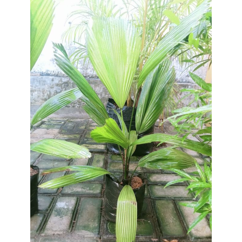 palem kipas/palem cool