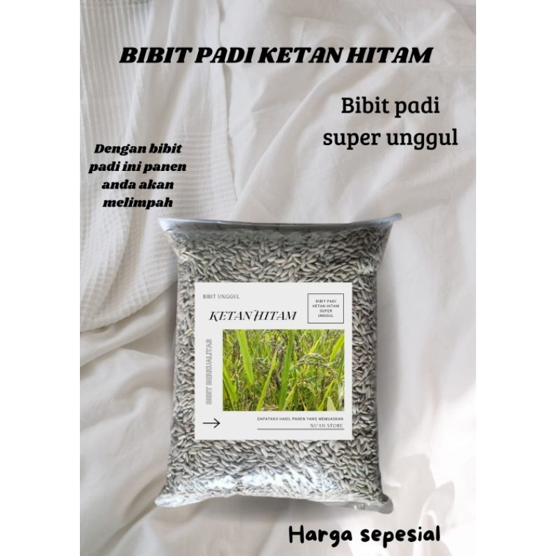 BIBIT PADI KETAN HITAM UNGGUL PER 500grm