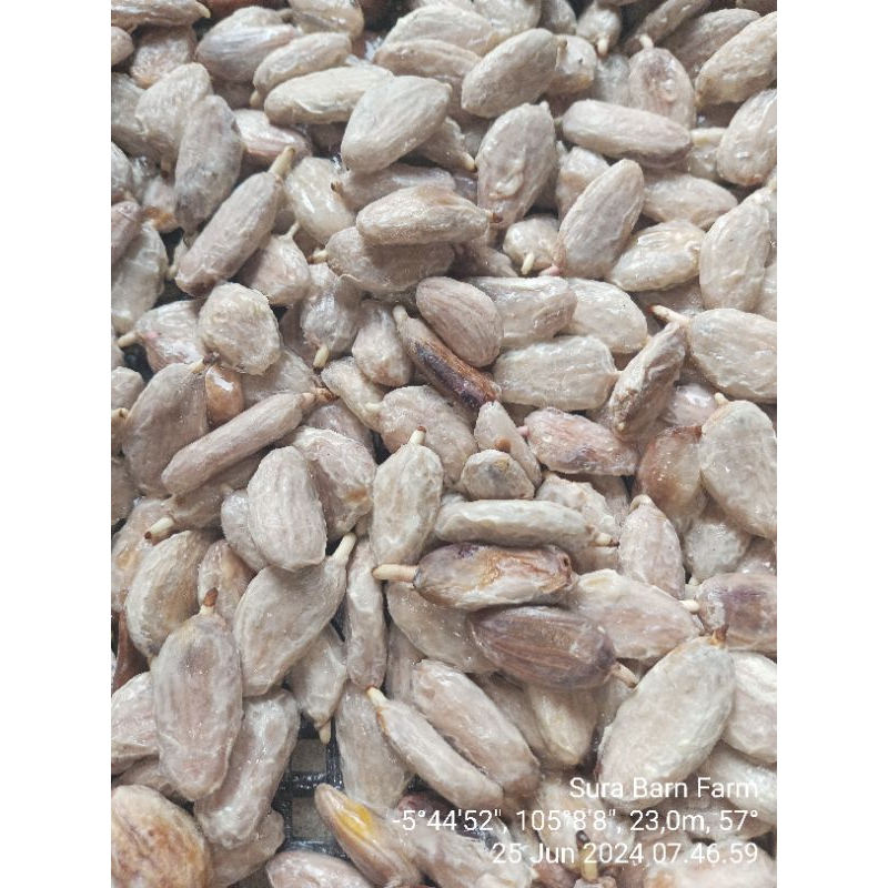BIBIT KAKAO (BIJI/BENIH) MCC 02 BASAH