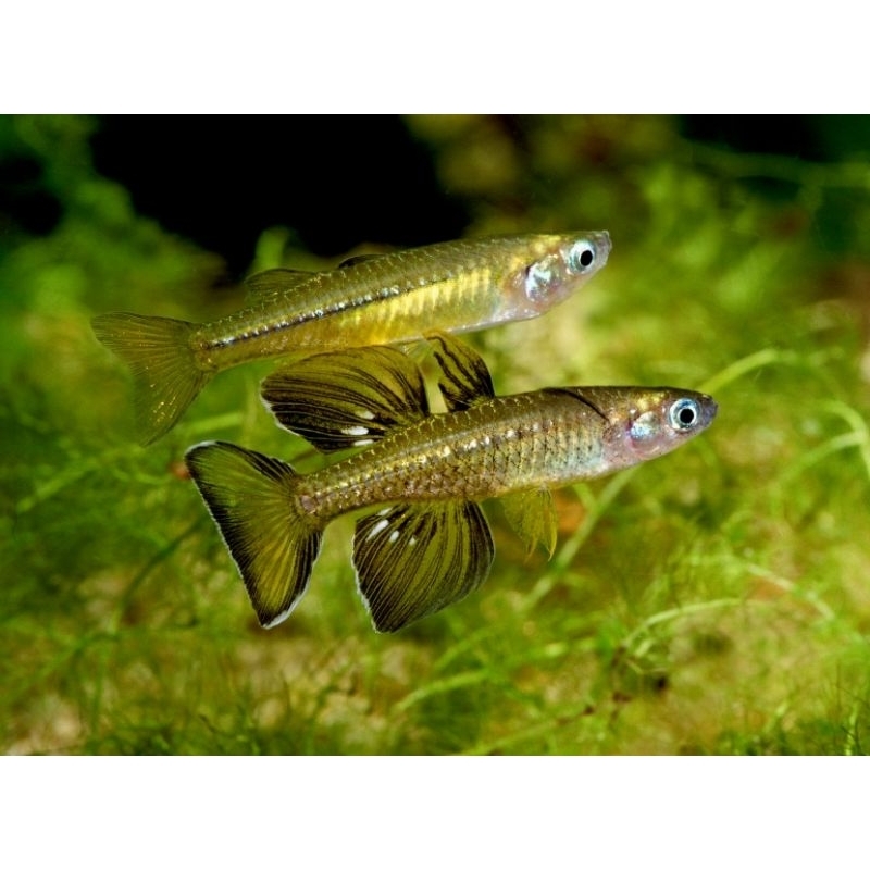 ikan aquascape langka pseudomugil tenellus