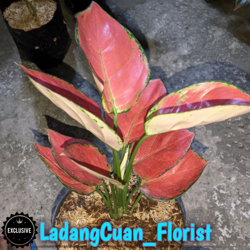 Aglonema Red Anjamani Spek Indukan Dijamin Amann Joss