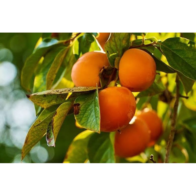 bibit kesemek | tanaman kesemek | bibit buah kesemek | cod bayar ditempat