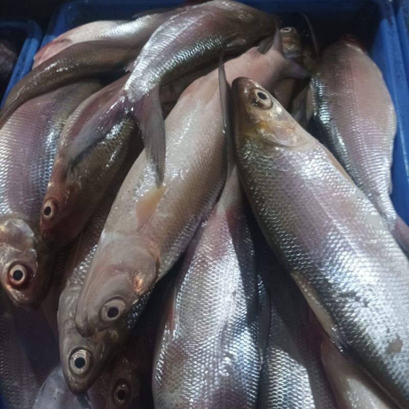 

ikan bandeng tawar fresh - 500gr isi 2