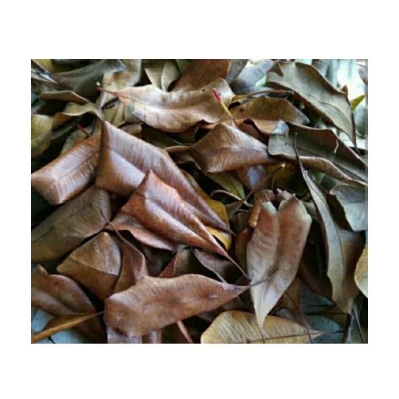 

100 gram DAUN CENGKEH - KAYA KHASIAT - UNTUK WEDANG UWUH