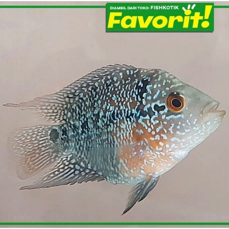 Louhan Bonsai SRD Ikan Hias Predator Hiasan Aquarium Aquascape Tanaman