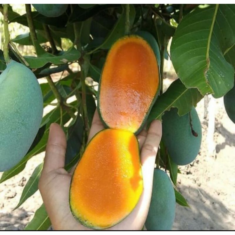 bibit mangga harum manis okulasi