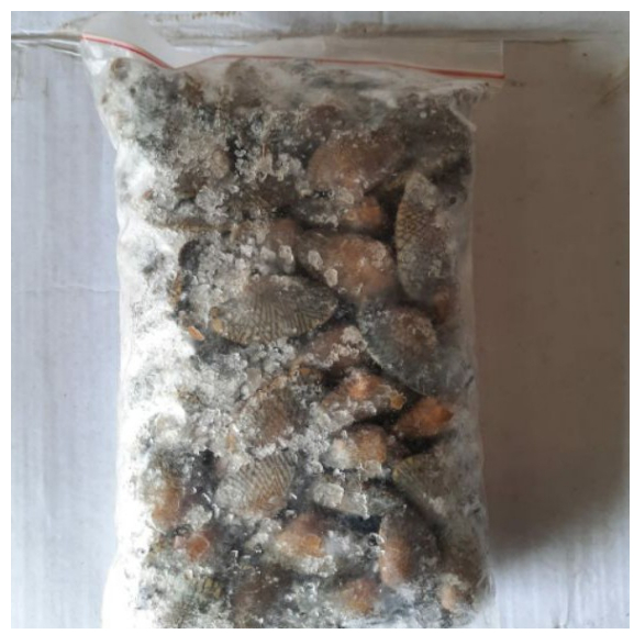 

Kerang Batik Beku 1kg Kerang Batik Segar Frozen Food Cikarang