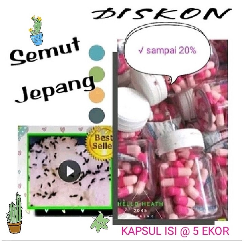 

SEMUT JEPANG ✓ SUPER FOOD MENYEMBUHKAN •PROMIL •DIABETES •STAMINA PRIA ASLI ALAMI